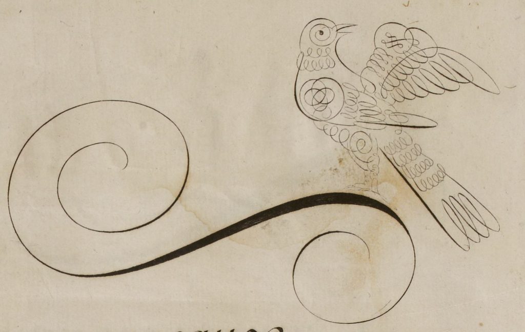 Nicolas Duval oiseaux calligraphiques